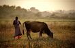 A beautiful horizontal portrait of an Indian village woman walking along with a grazing cow(cattle) during sunset.