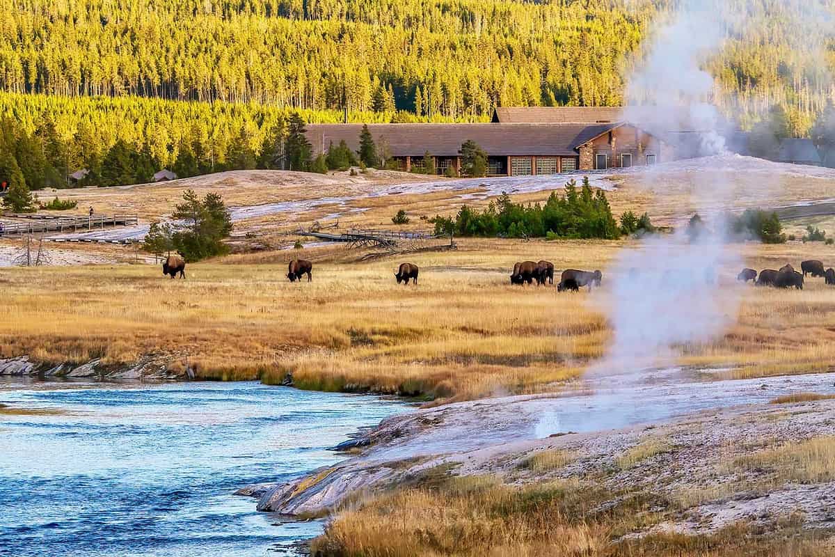 The Upper Geyser Basin at Yellowstone National Park, where a herd of bison grazes between the Firehole River and the Old Faithful Inn, and a small geyser erupts with bubbles and steam.