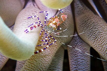 World-class diving on the Mayan Riviera