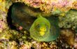 Green Moray Eel on Alejandros Reef