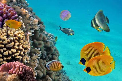 Snorkel on Cozumel’s Reefs