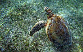 Snorkel on Akumal Reef