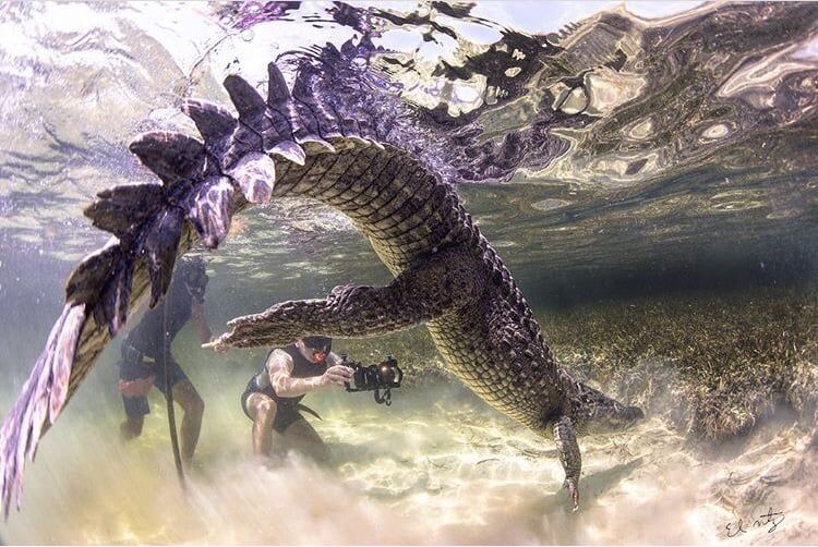 Swim with wild crocodiles