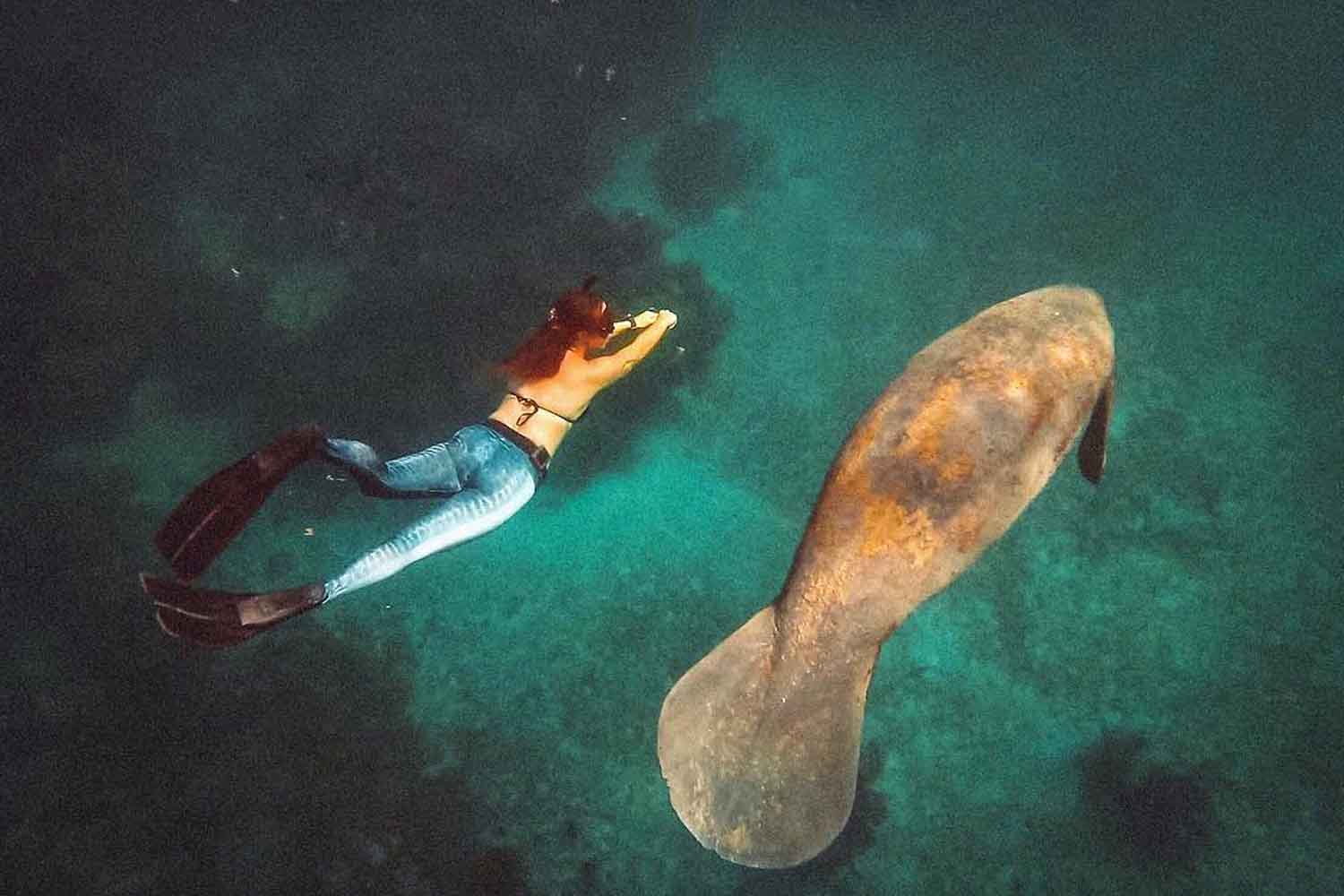 Aerial view looking down at a person swimming next to a manatee