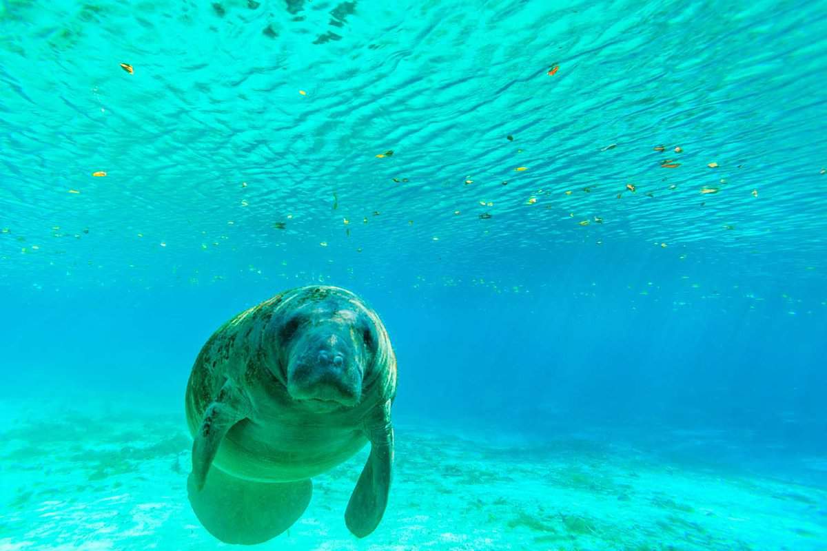 Swim With Manatees On The Mayan Riviera | When & How To Do It