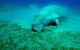 A manatee feeding on eel grass