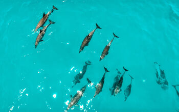 Swim with dolphins at Mnemba Island, Zanzibar